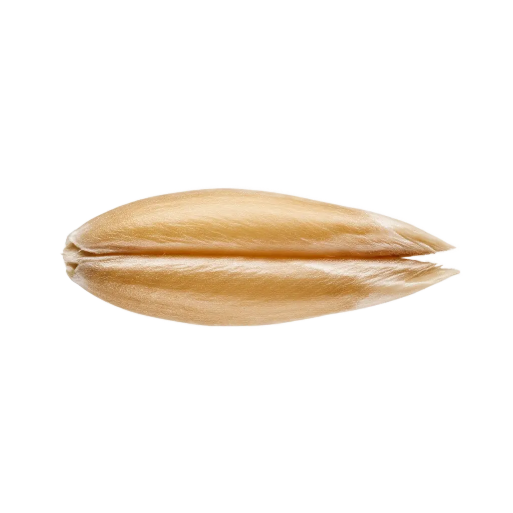 Oat kernel