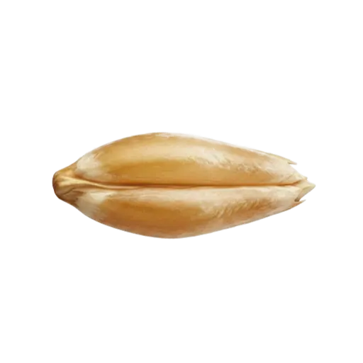Wheat kernel