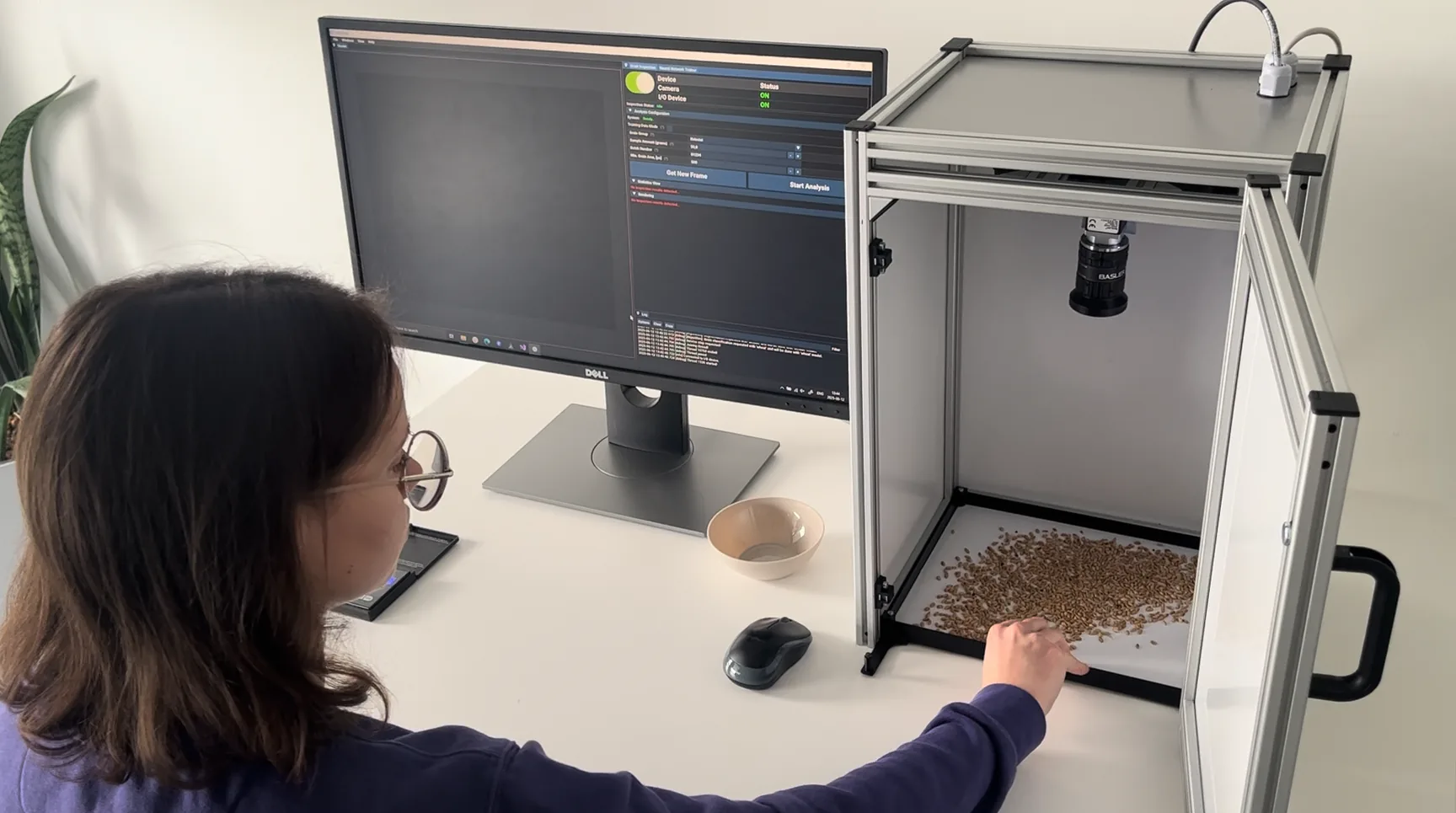 A lab technician spreading wheat on the tray of the GrainODM imaging cabinet, with the industrial camera above and the analysis software on screen