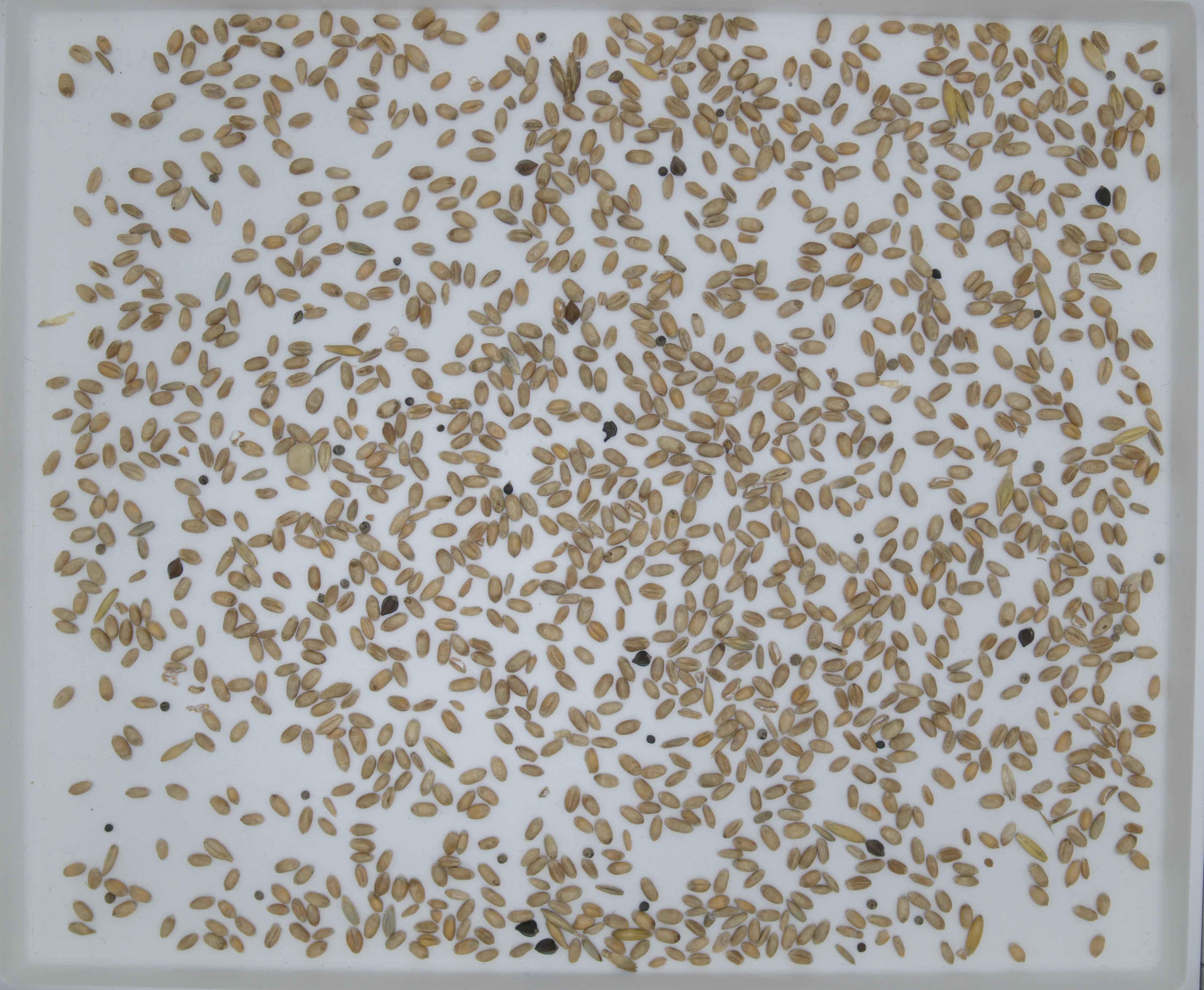 Raw 50 g wheat sample on the analyzer tray