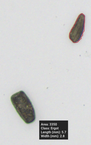 A grain of Ergot (a toxic fungal body that contaminates cereal and hemp crops) detected and annotated by GrainODM AI with dimensions: 5.7 mm length, 2.8 mm width.