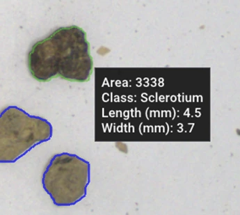 GrainODM AI detecting three Sclerotium bodies annotated with class label and size measurements (4.5 mm length, 3.7 mm width). Sclerotium is a hazardous fungal impurity visually similar to Ergot.