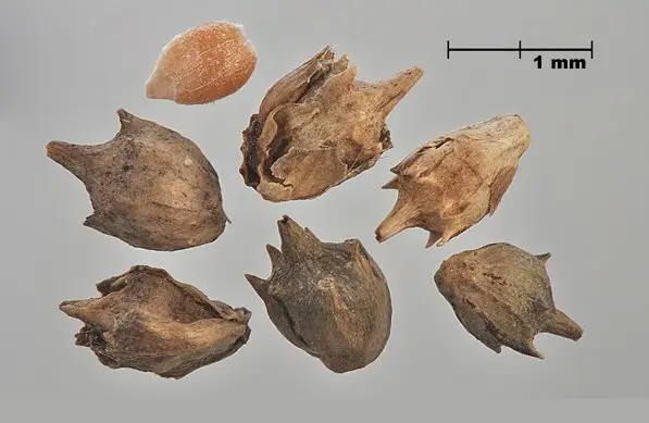 Ragweed (Ambrosia) Contamination in Grain Trade: How One Seed Can Cost Millions