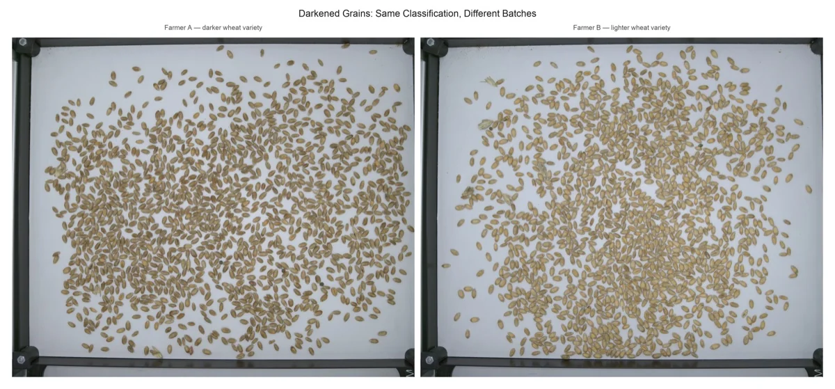 Two wheat batches from different farmers – same darkened-grains classification but visually different grain appearance