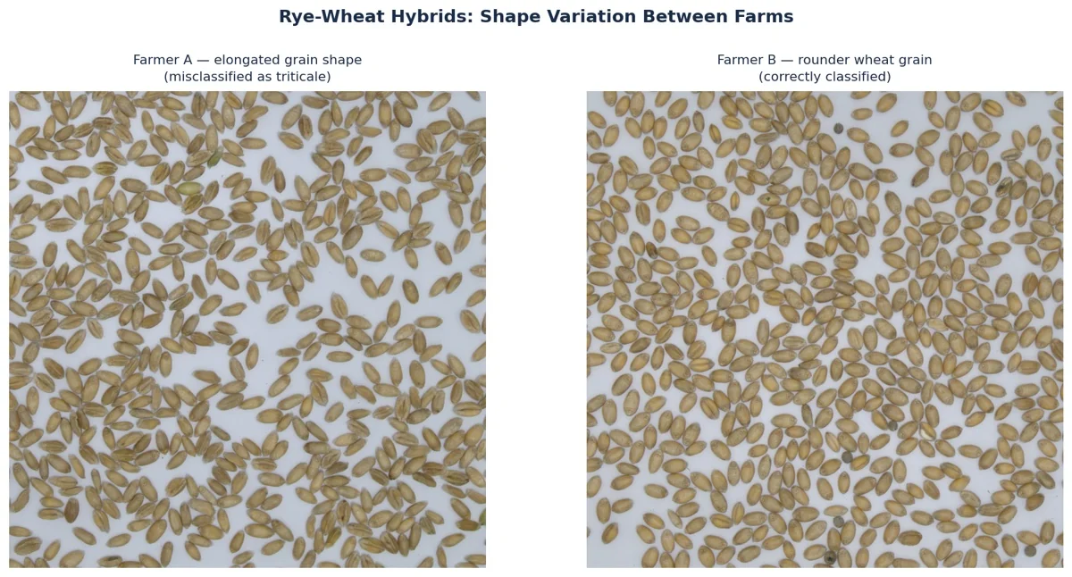 Wheat vs rye-wheat hybrid grain shape comparison for classification