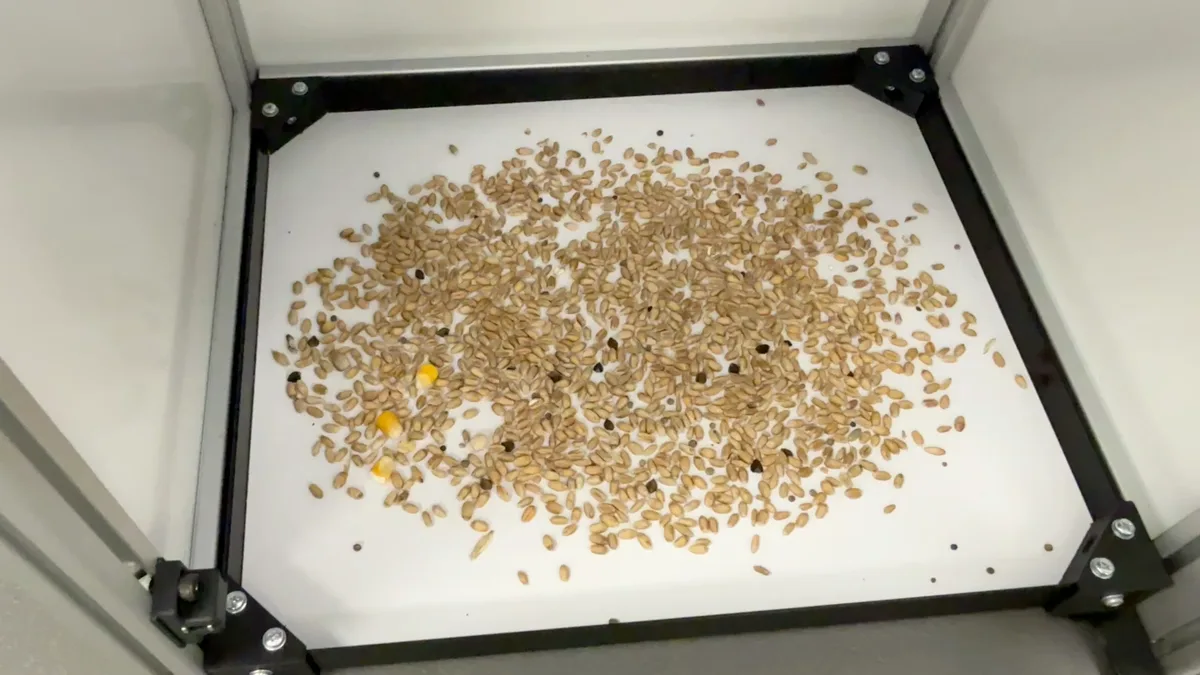 A wheat sample spread on the imaging tray inside the inspection unit