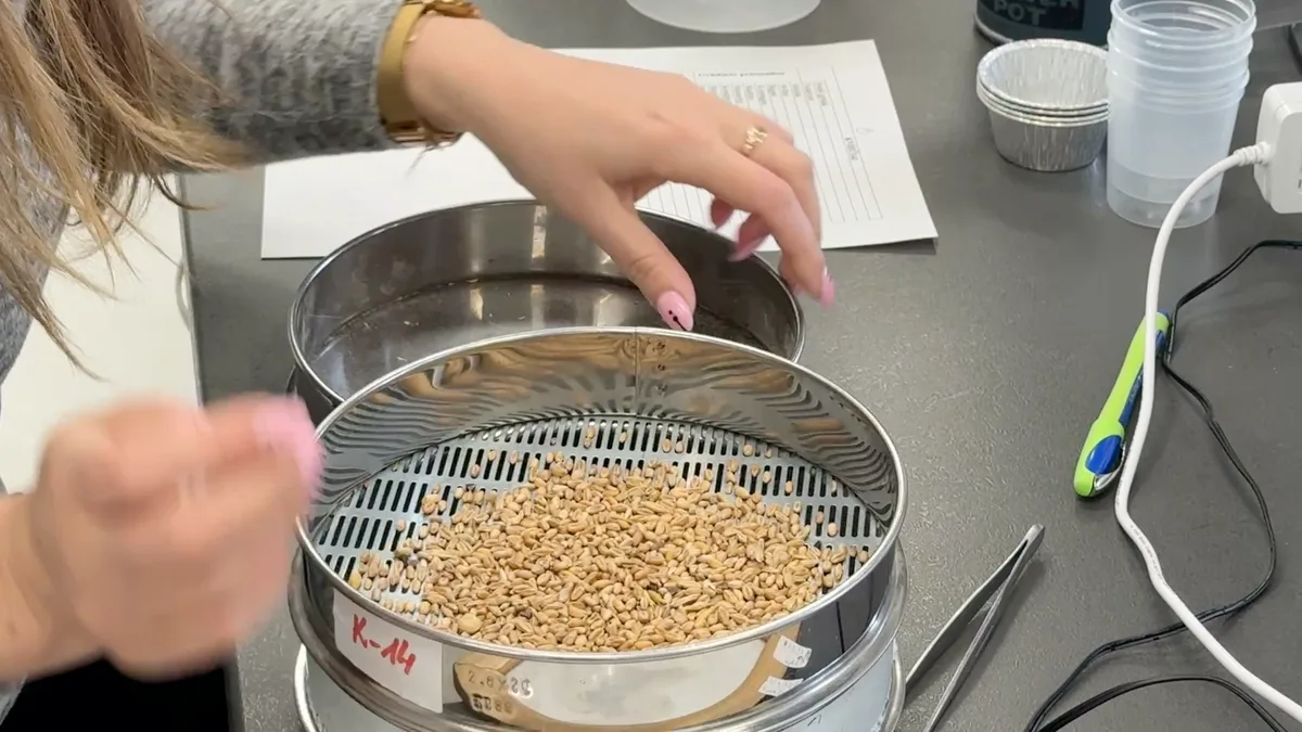 Sieving a wheat sample as the first step of impurity determination in a grain inspection laboratory