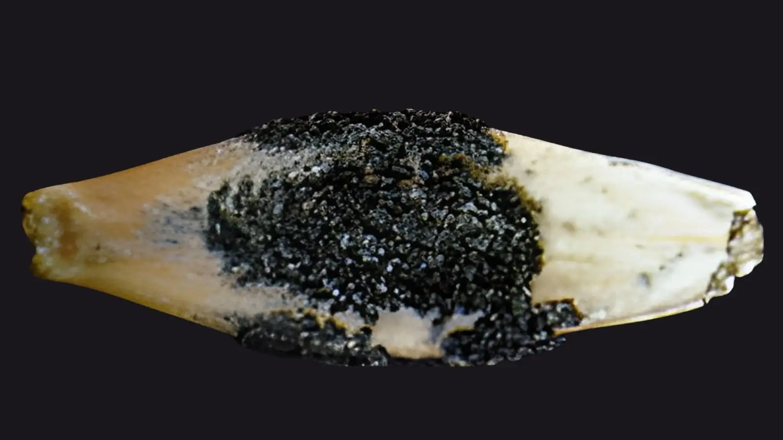 Fusarium graminearum'i moodustatud tumeda koorikuga odratera