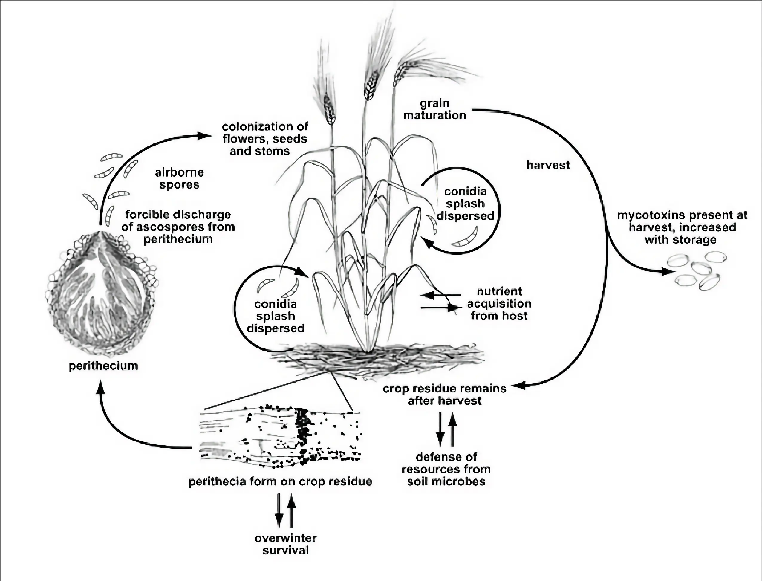 Fusarium graminearum'i elutsükkel, patogeen, mis põhjustab nisu peahelet