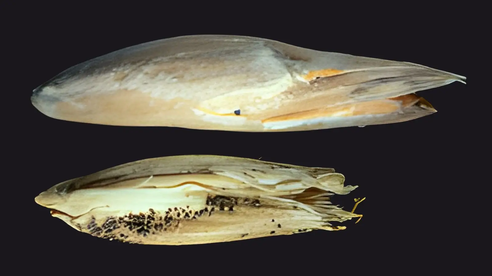 Fusarium'i nakatunud kaeraterad, ühel tumelilla koorik, teisel erkoranžid sporodohhiad