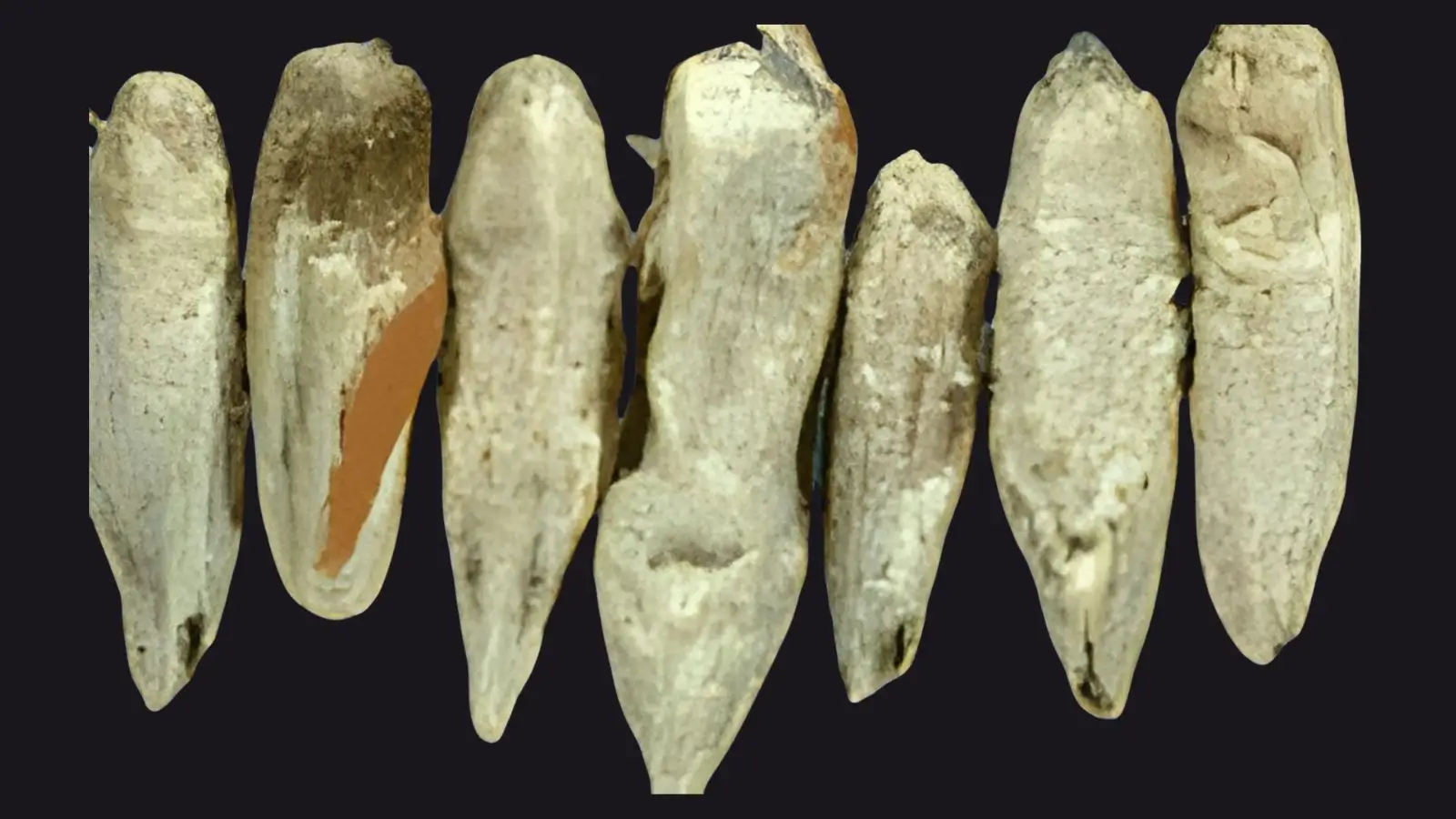 Fusarium'i kahjustatud rukkiterad, kriidivalged ja oranžide sporodohhiatega
