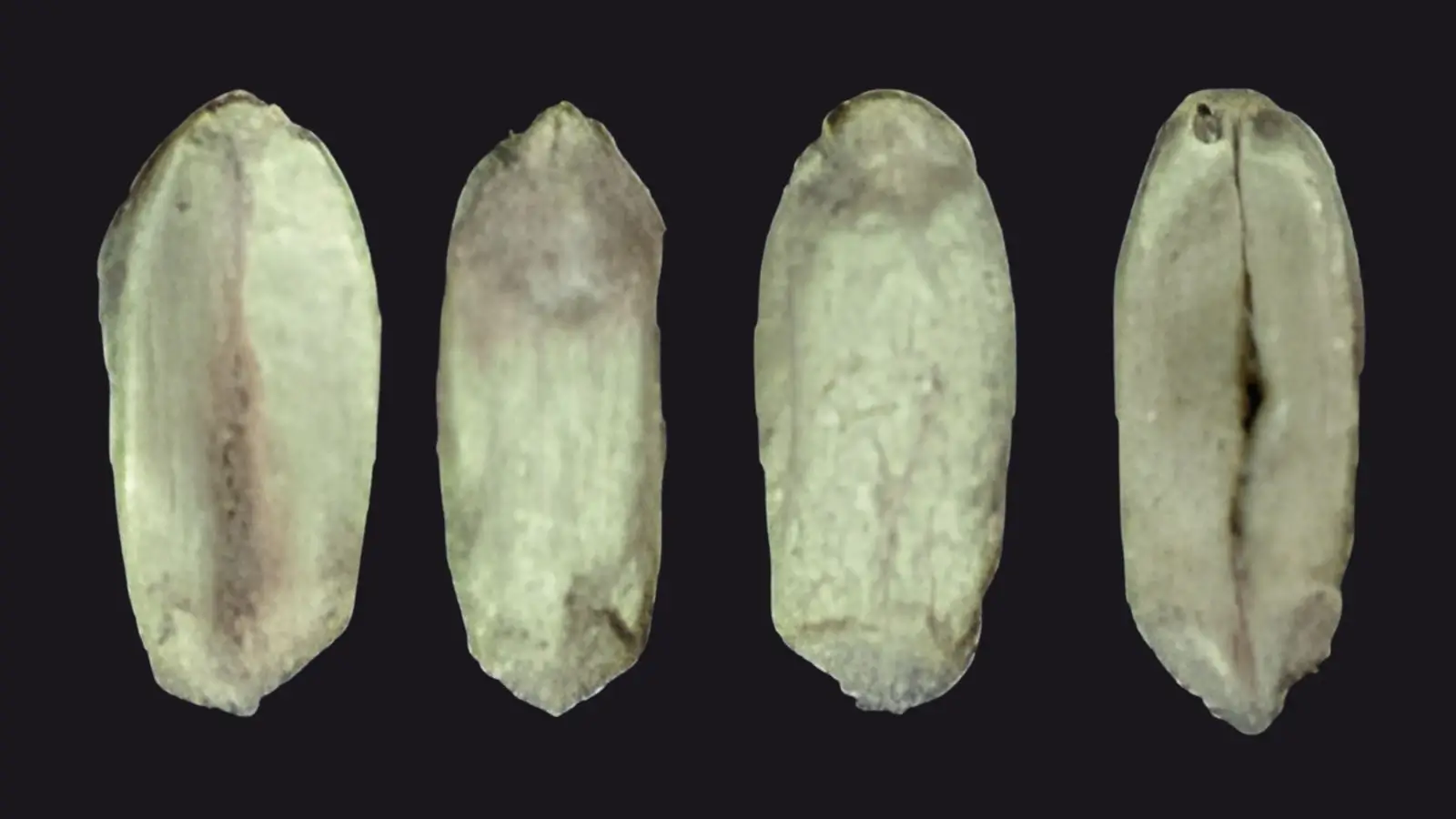 Fusarium'i kahjustatud nisuterad, kriidivalged ja vaokohas roosaka varjundiga