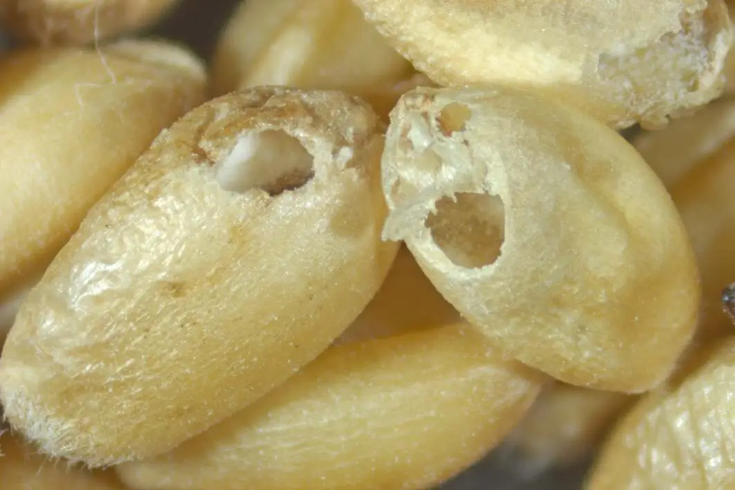 Close-up of granary weevil damage in wheat kernels