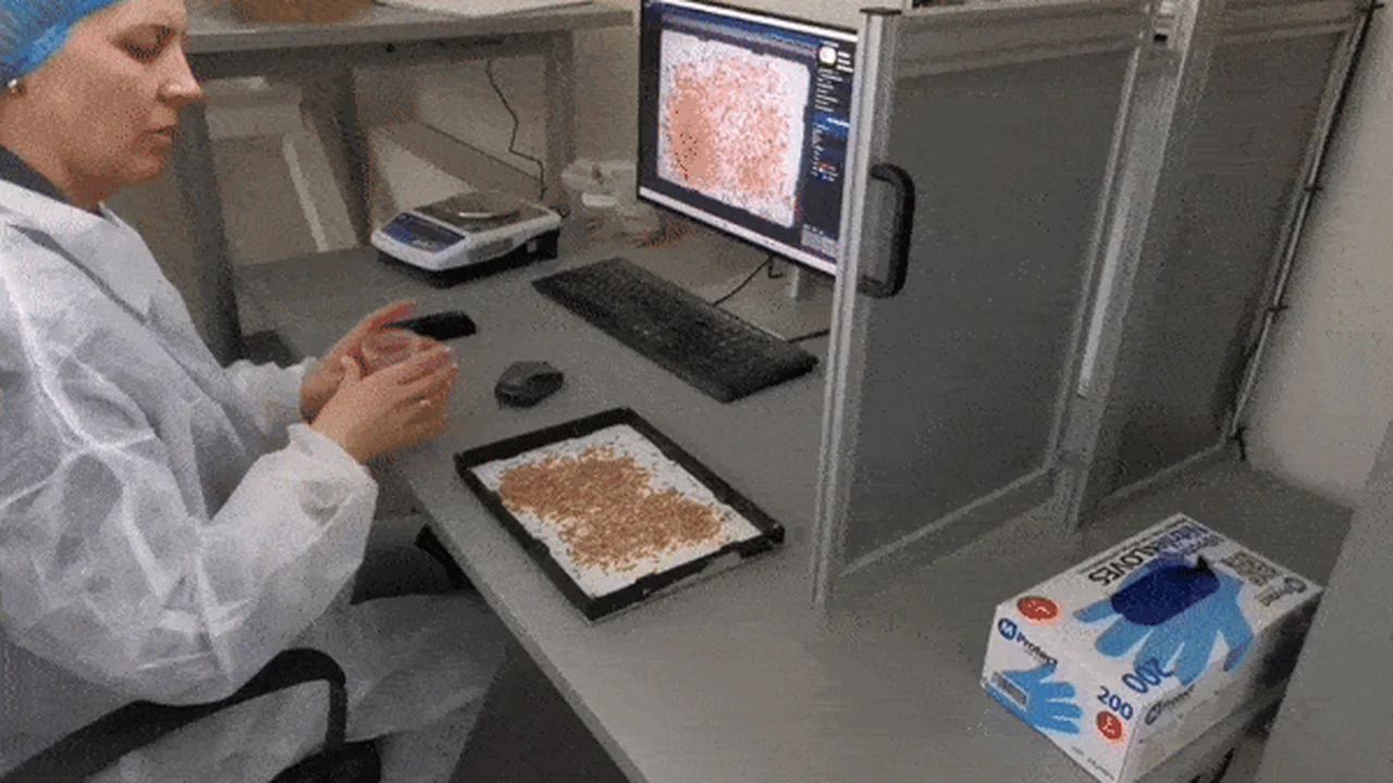Wie JSC Grainmore die Haferanalyse 75× mit KI beschleunigte