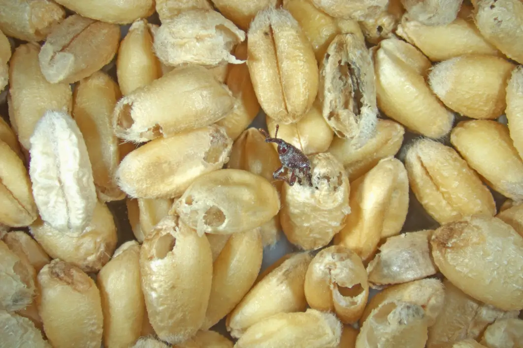 Granary weevil larva developing inside a wheat kernel