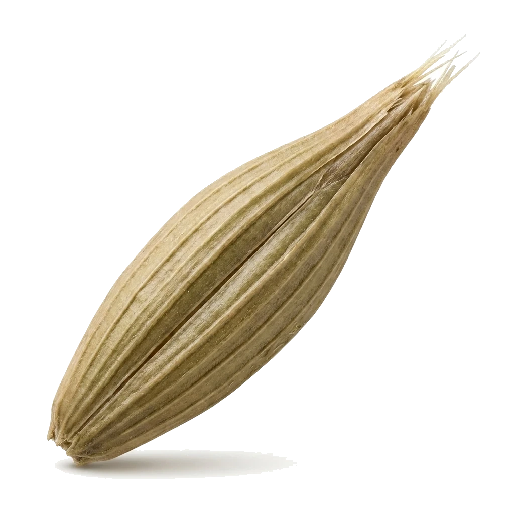 Mieži