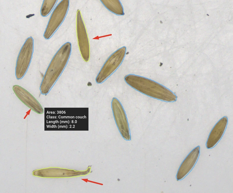 Common couch seeds detected and measured (5.6 mm x 2.2 mm area 3806) within a hemp sample.