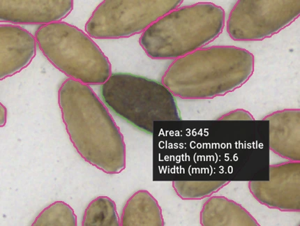 Common thistle seed detected and measured (5.6 mm x 3.0 mm, area 3645) among hemp seeds.