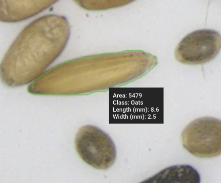 Oat kernel detected among hemp seeds, measured by GrainODM AI at 8.6 mm length, 2.5 mm width, area 5479.