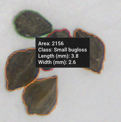 Small bugloss seeds detected and annotated (3.8 mm x 2.6 mm) in a hemp sample.