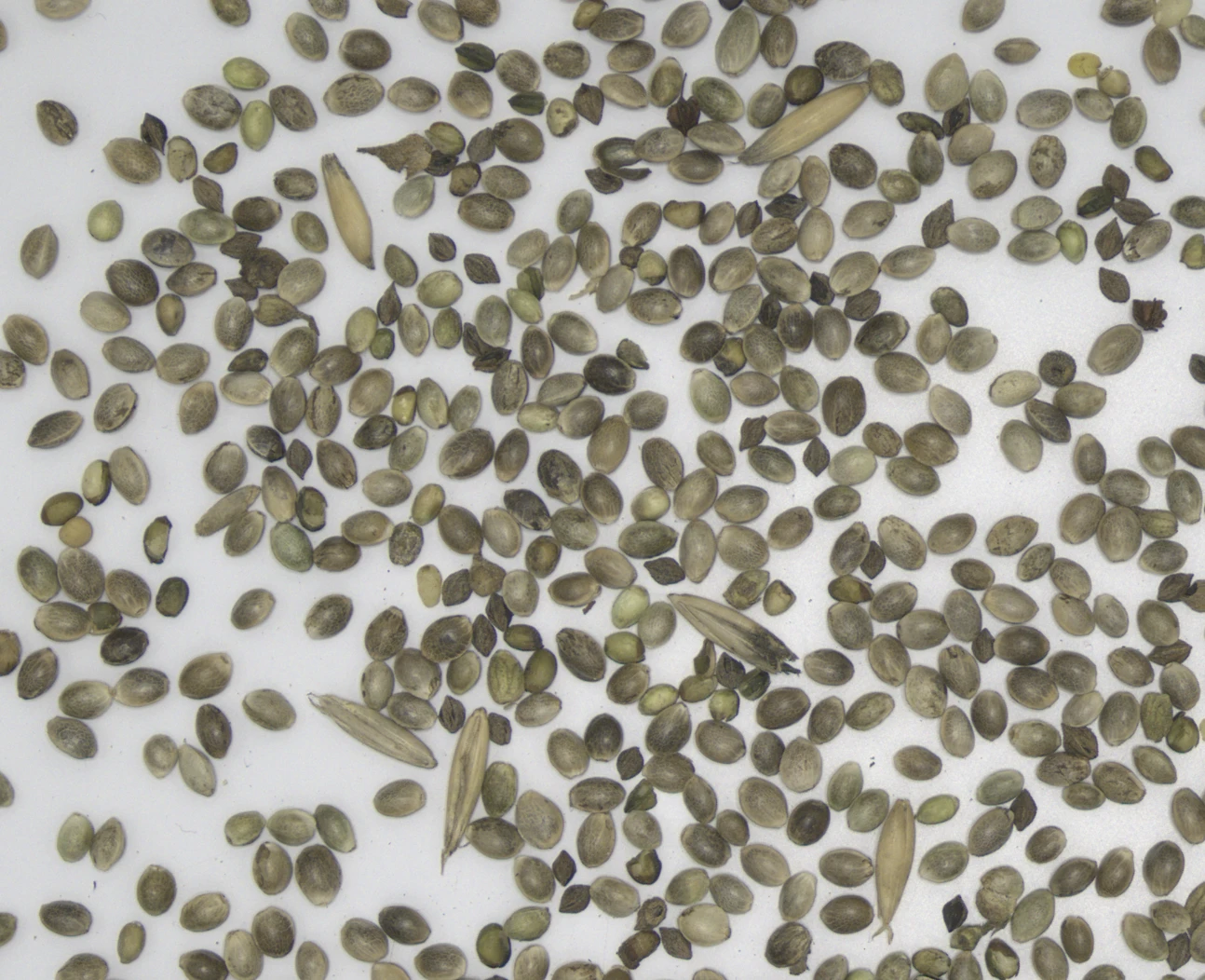 Hemp Seed Quality Inspection: Standards, Impurities & AI Detection