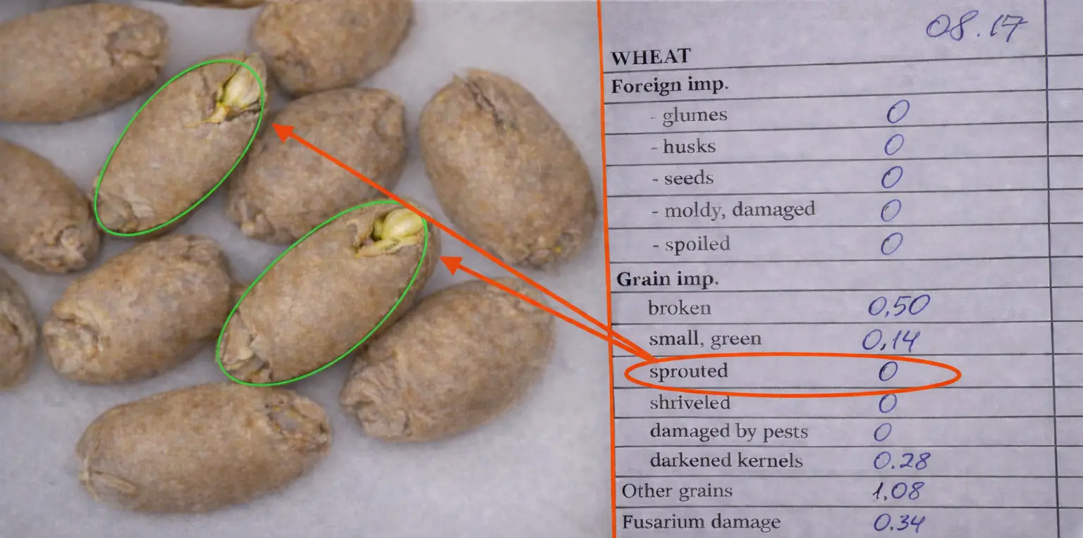 Manual Wheat Sprout Detection Fails: AI vs. Human Eye