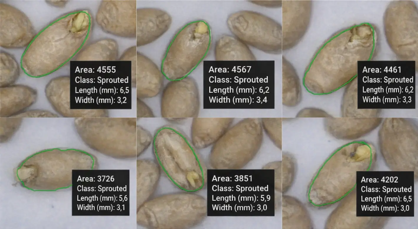 GrainODM AI system detecting sprouted wheat kernels with bounding boxes