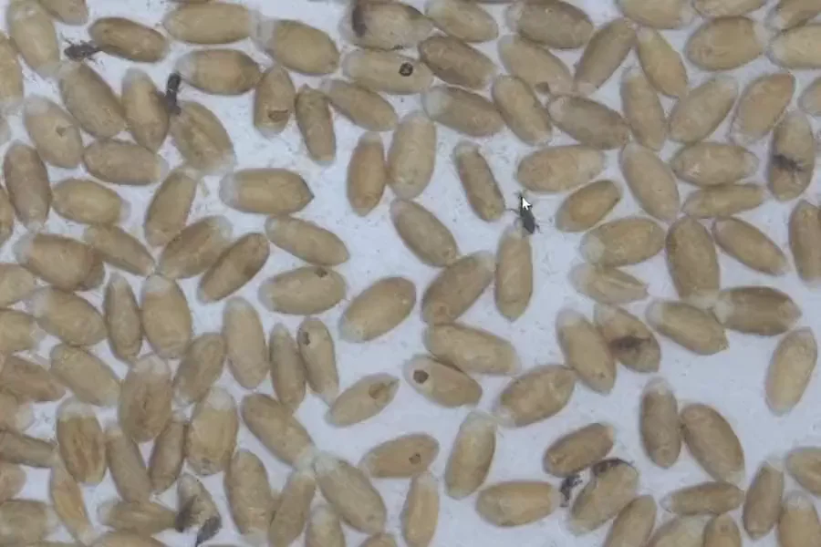 Wheat Weevil Infestation: Hidden Risk in Grain Storage